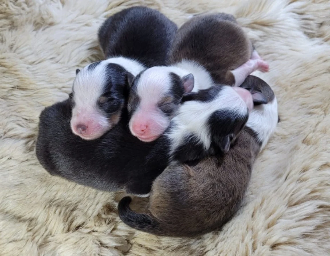 Cachorros Shetland