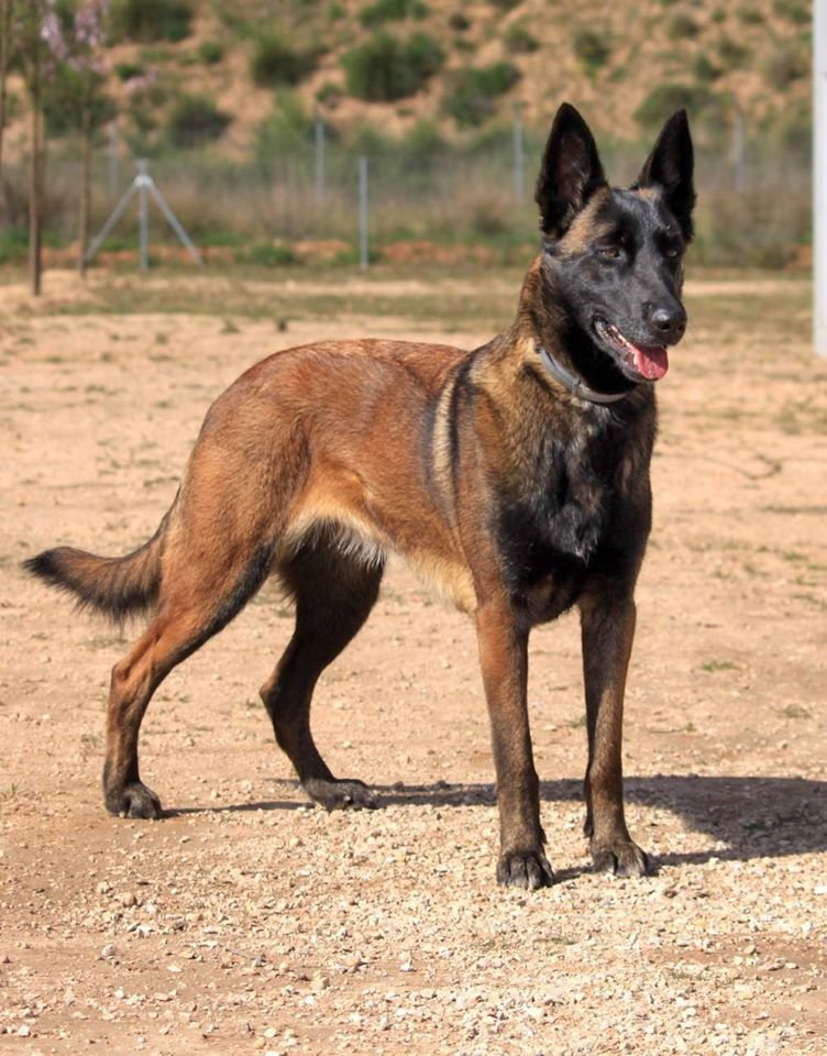 Pastor Belga Malinois