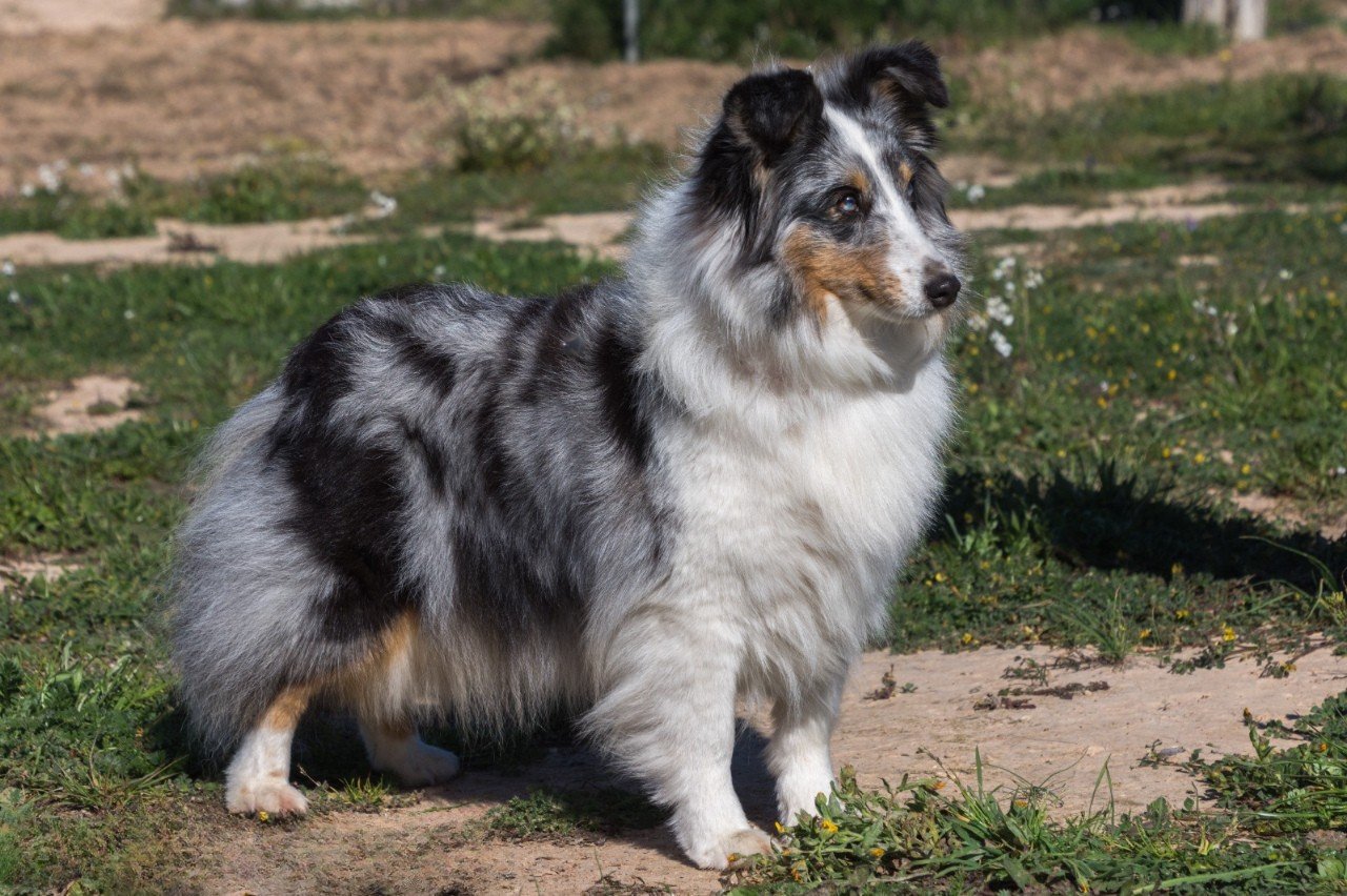 Shetland Sheepdog