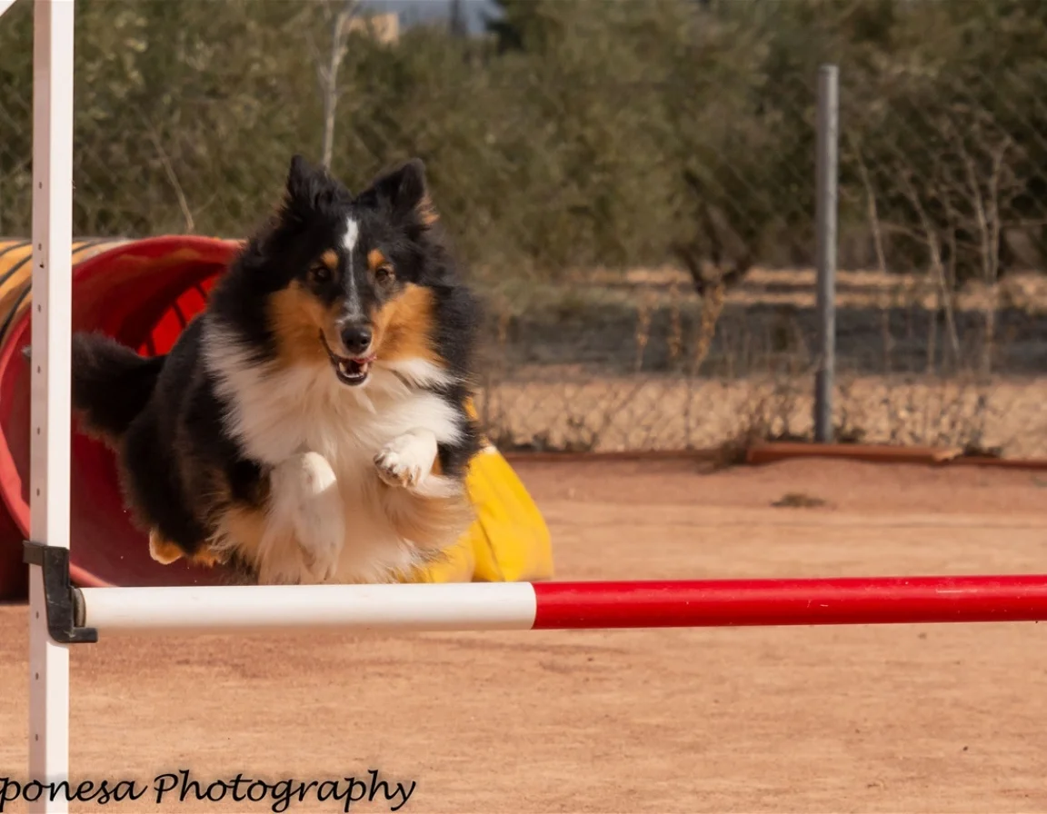 Shetland agility