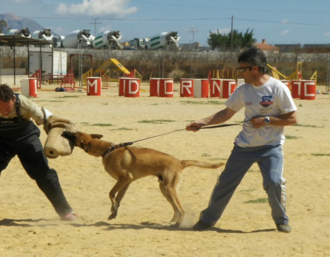 Malinois adiestrador