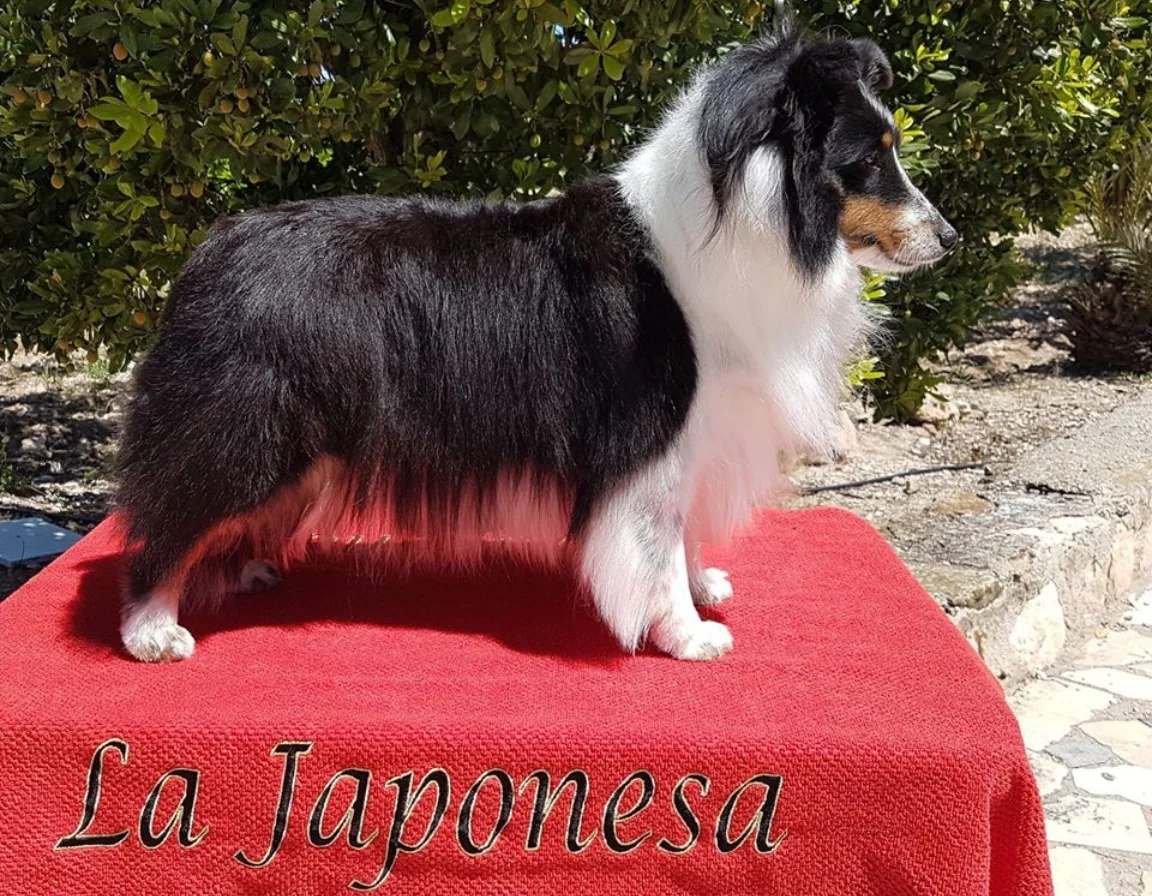 Shetland tricolor