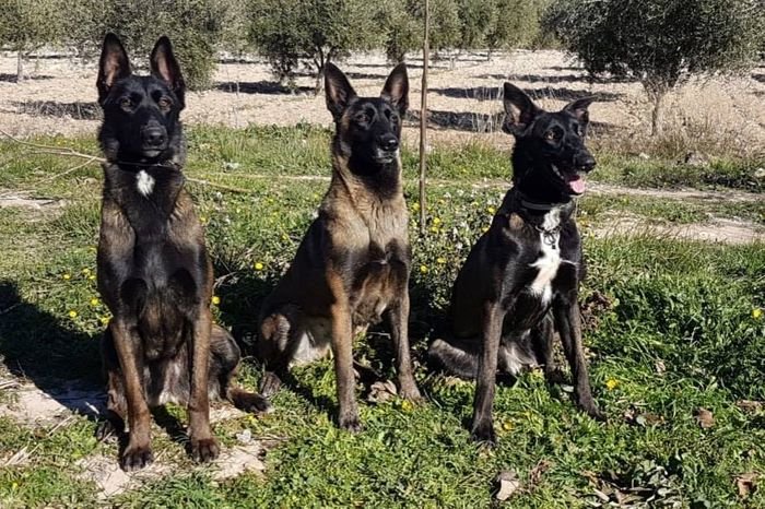 Pastores Belgas Malinois