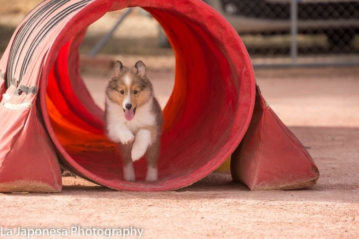 Shetland tunel agility